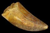 Serrated, Carcharodontosaurus Tooth - Real Dinosaur Tooth #176732-1